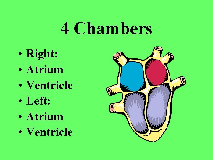 name and locate the four chambers of the heart