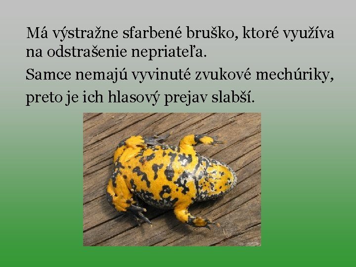 Má výstražne sfarbené bruško, ktoré využíva na odstrašenie nepriateľa. Samce nemajú vyvinuté zvukové mechúriky,