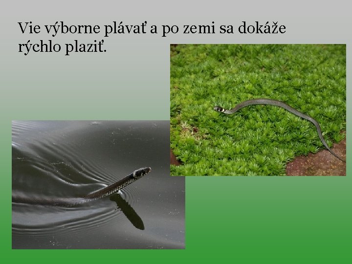 Vie výborne plávať a po zemi sa dokáže rýchlo plaziť. 