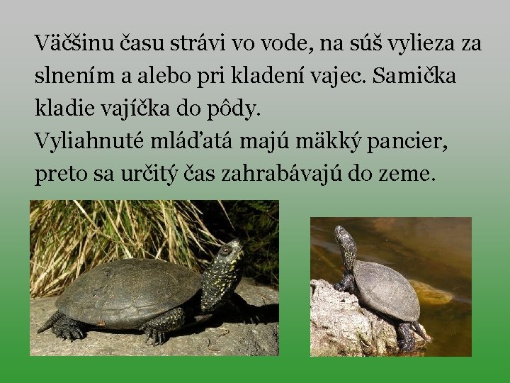 Väčšinu času strávi vo vode, na súš vylieza za slnením a alebo pri kladení