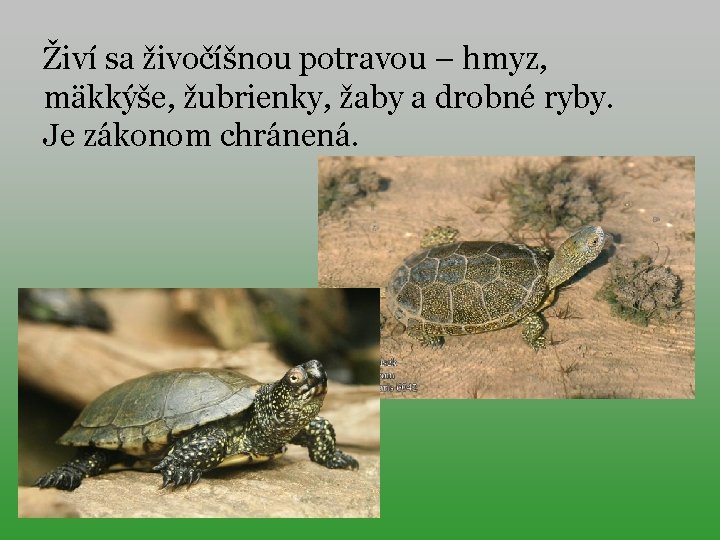 Živí sa živočíšnou potravou – hmyz, mäkkýše, žubrienky, žaby a drobné ryby. Je zákonom