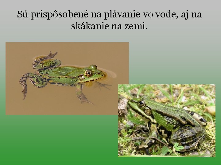Sú prispôsobené na plávanie vo vode, aj na skákanie na zemi. 