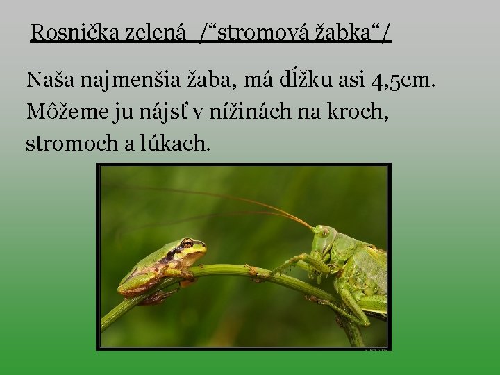Rosnička zelená /“stromová žabka“/ Naša najmenšia žaba, má dĺžku asi 4, 5 cm. Môžeme