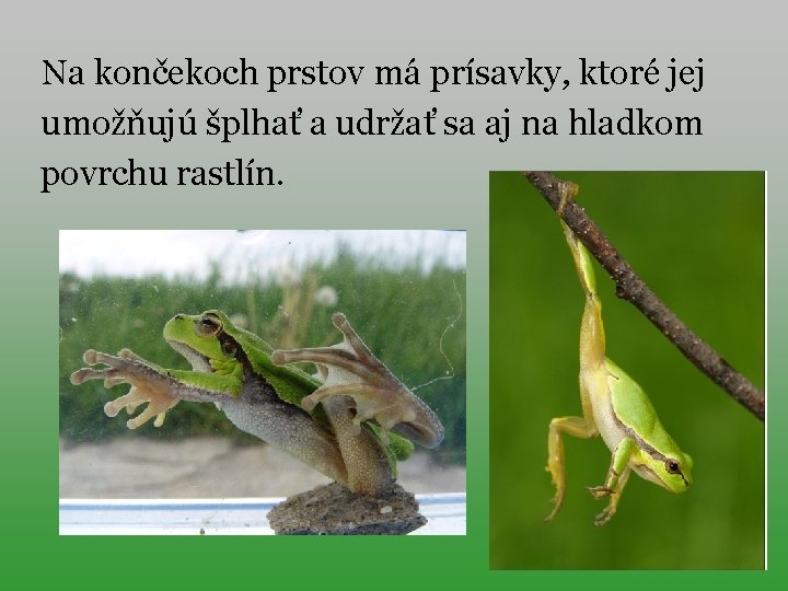Na končekoch prstov má prísavky, ktoré jej umožňujú šplhať a udržať sa aj na
