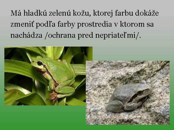 Má hladkú zelenú kožu, ktorej farbu dokáže zmeniť podľa farby prostredia v ktorom sa