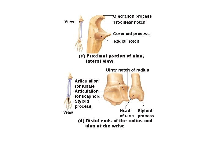 Olecranon process Trochlear notch View Coronoid process Radial notch (c) Proximal portion of ulna,