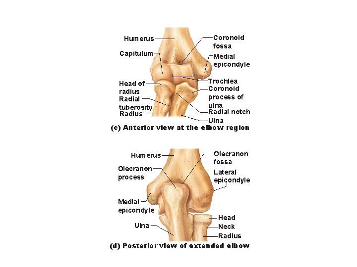 Humerus Capitulum Coronoid fossa Medial epicondyle Trochlea Coronoid process of ulna Radial notch Ulna