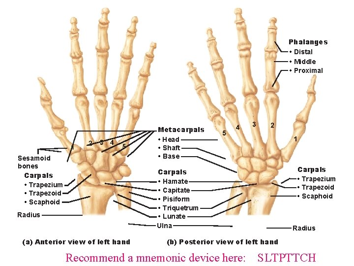 Phalanges • Distal • Middle • Proximal Metacarpals • Head • Shaft • Base