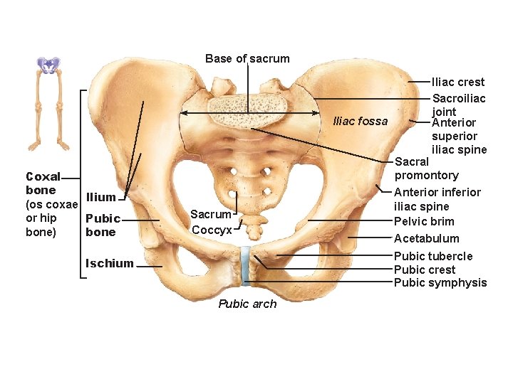 Base of sacrum Iliac fossa Coxal bone llium (os coxae or hip Pubic bone)