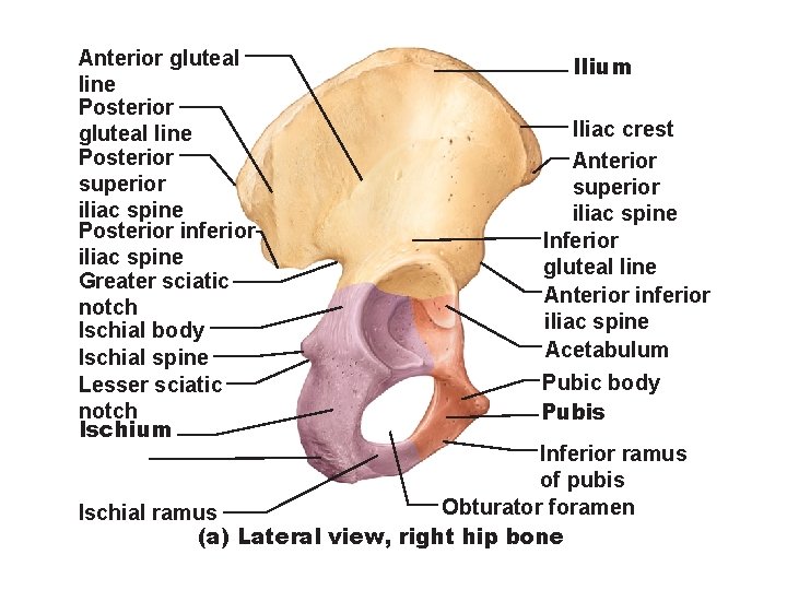 Anterior gluteal line Posterior superior i. Iiac spine Posterior inferior iliac spine Greater sciatic