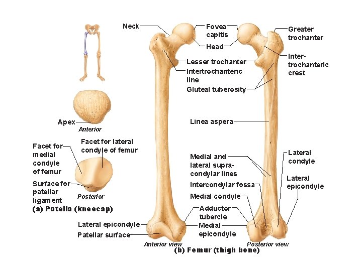 Neck Fovea capitis Greater trochanter Head Intertrochanteric crest Lesser trochanter Intertrochanteric line Gluteal tuberosity