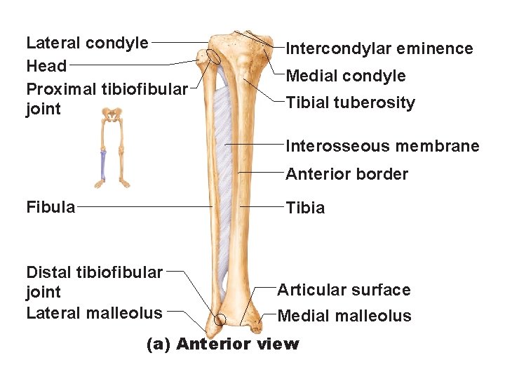 Lateral condyle Head Proximal tibiofibular joint Intercondylar eminence Medial condyle Tibial tuberosity Interosseous membrane