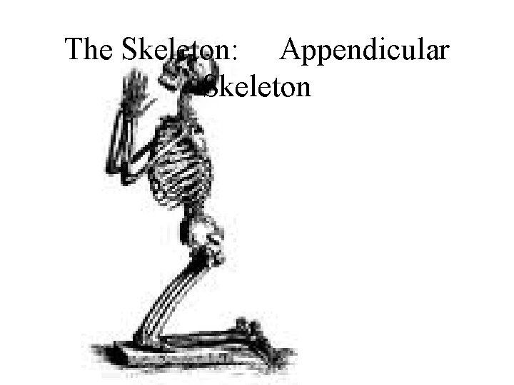 The Skeleton: Appendicular Skeleton 