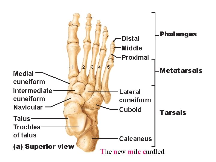 Distal Middle Proximal 1 Medial cuneiform Intermediate cuneiform Navicular Talus Trochlea of talus (a)