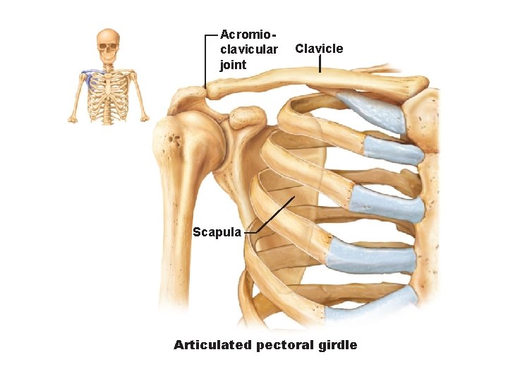 Acromioclavicular joint Clavicle Scapula Articulated pectoral girdle 