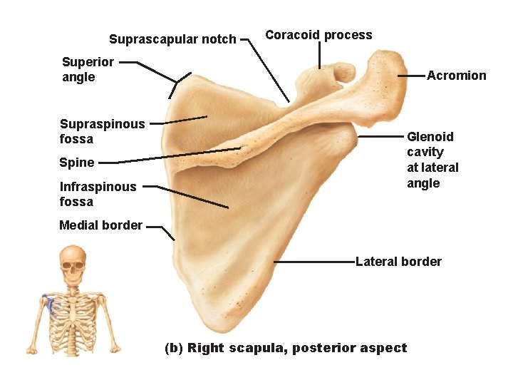 Suprascapular notch Coracoid process Superior angle Supraspinous fossa Spine Infraspinous fossa Acromion Glenoid cavity