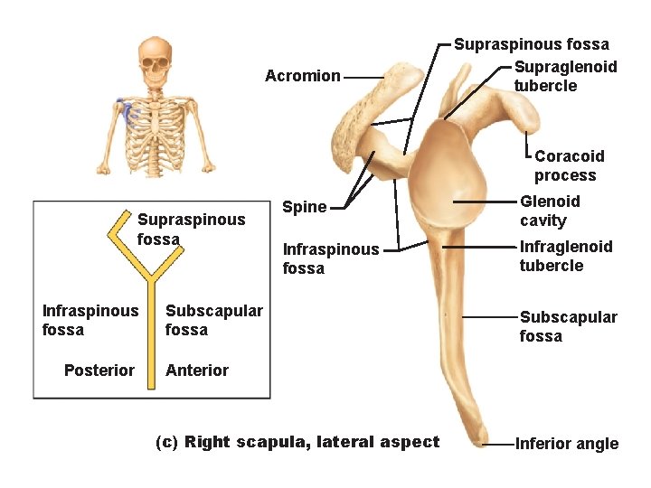 Acromion Supraspinous fossa Supraglenoid tubercle Coracoid process Supraspinous fossa Infraspinous fossa Posterior Spine Glenoid