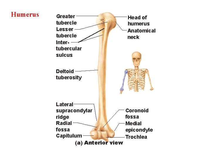 Humerus Greater tubercle Lesser tubercle Intertubercular sulcus Head of humerus Anatomical neck Deltoid tuberosity