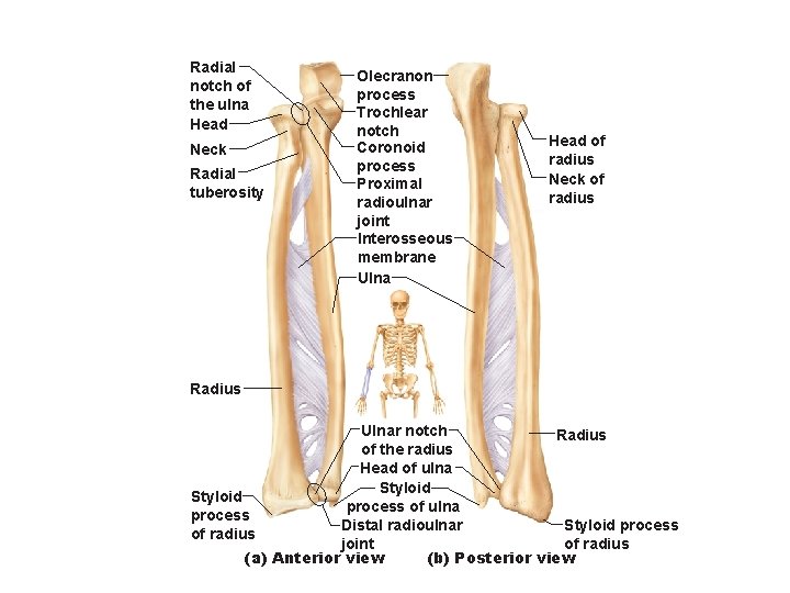 Radial notch of the ulna Head Neck Radial tuberosity Olecranon process Trochlear notch Coronoid