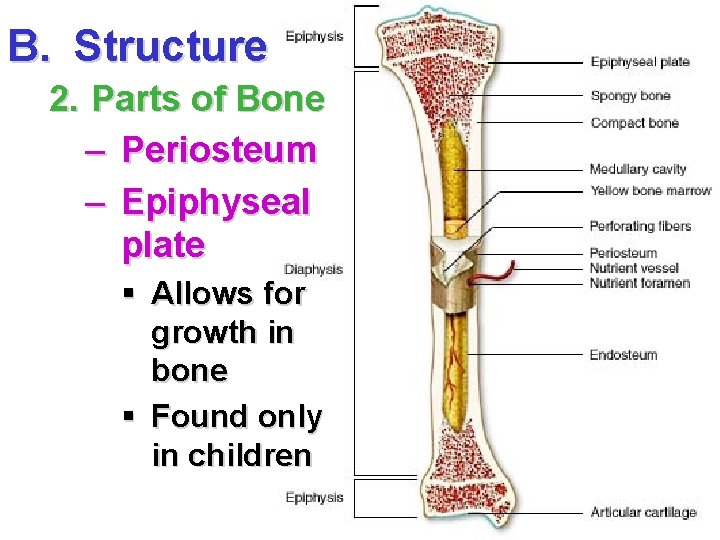 B. Structure 2. Parts of Bone – Periosteum – Epiphyseal plate § Allows for