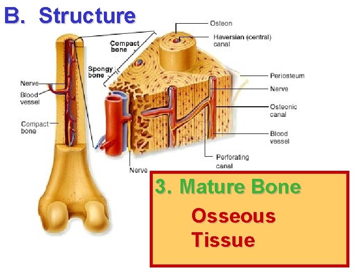 B. Structure 3. Mature Bone Osseous Tissue 