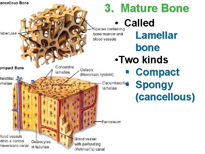 3. Mature Bone • Called Lamellar bone • Two kinds § Compact § Spongy