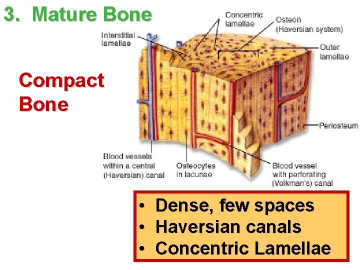 3. Mature Bone Compact Bone • • • Dense, few spaces Haversian canals Concentric