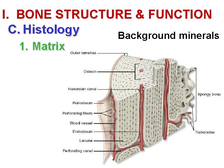 I. BONE STRUCTURE & FUNCTION C. Histology Background minerals 1. Matrix 
