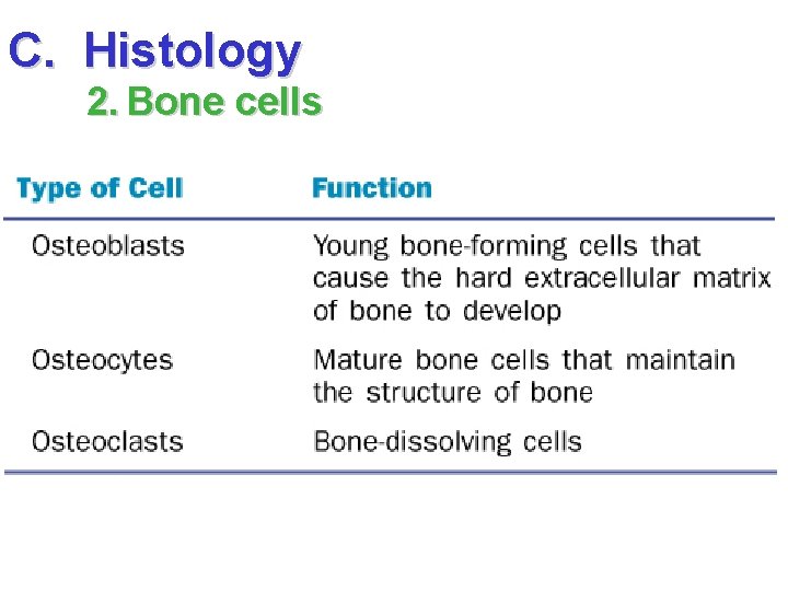 C. Histology 2. Bone cells 