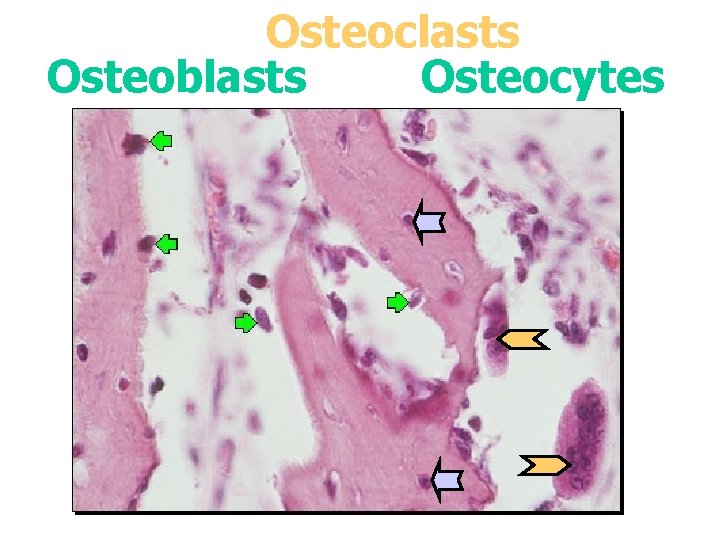 Osteoclasts Osteoblasts Osteocytes 