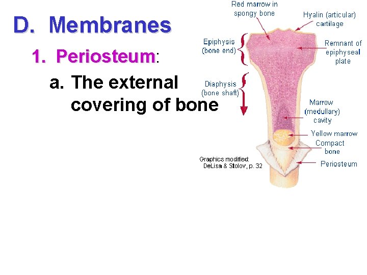 D. Membranes 1. Periosteum: Periosteum a. The external covering of bone 
