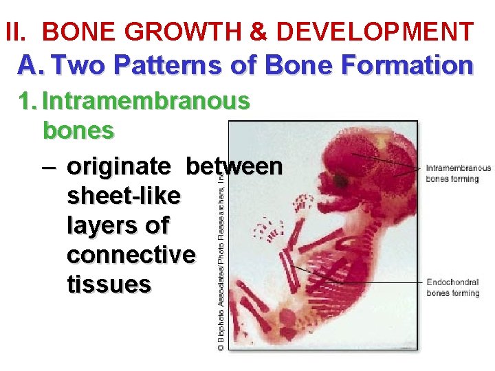 II. BONE GROWTH & DEVELOPMENT A. Two Patterns of Bone Formation 1. Intramembranous bones