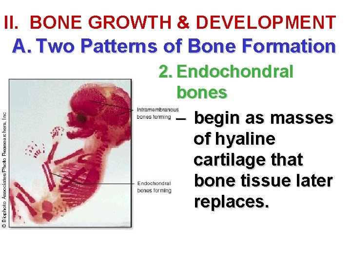 II. BONE GROWTH & DEVELOPMENT A. Two Patterns of Bone Formation 2. Endochondral bones