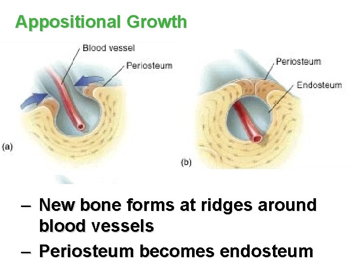 Appositional Growth – New bone forms at ridges around blood vessels – Periosteum becomes