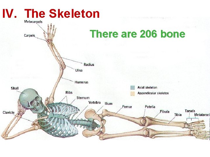 IV. The Skeleton There are 206 bone 