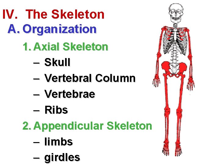 IV. The Skeleton A. Organization 1. Axial Skeleton – Skull – Vertebral Column –