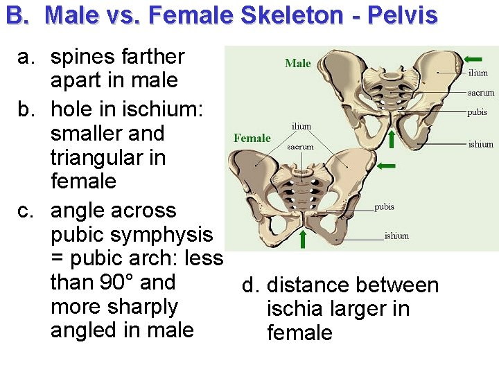 B. Male vs. Female Skeleton - Pelvis a. spines farther apart in male b.