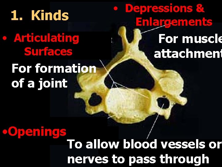 1. Kinds • Articulating Surfaces For formation of a joint • Openings • Depressions