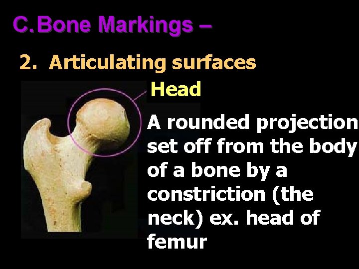 C. Bone Markings – 2. Articulating surfaces Head A rounded projection set off from