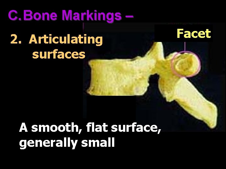 C. Bone Markings – 2. Articulating surfaces A smooth, flat surface, generally small Facet