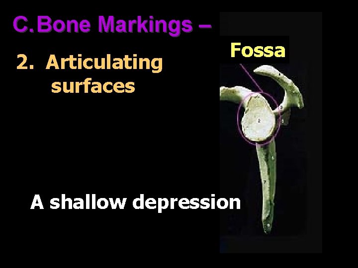C. Bone Markings – 2. Articulating surfaces Fossa A shallow depression 