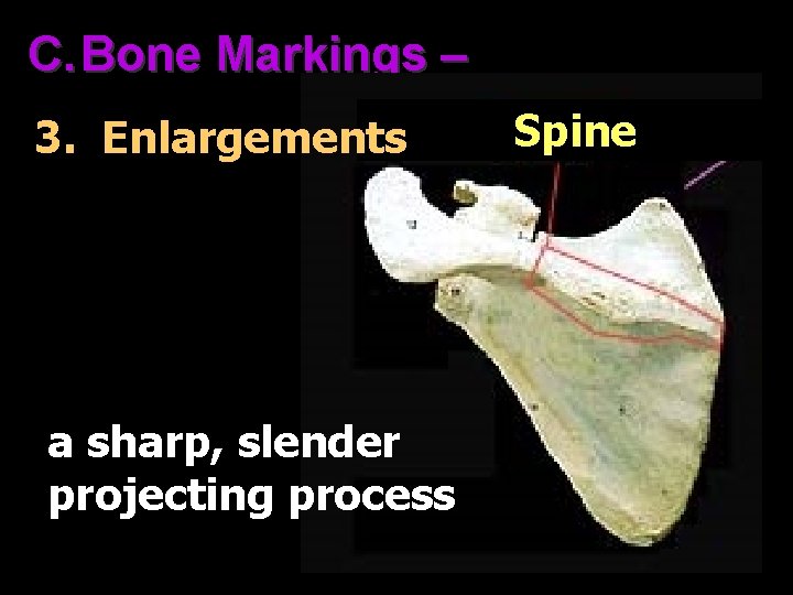 C. Bone Markings – 3. Enlargements a sharp, slender projecting process Spine 
