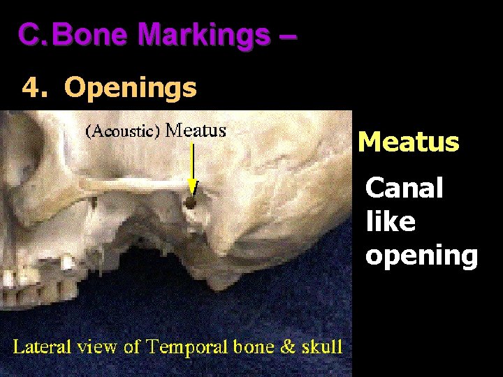 C. Bone Markings – 4. Openings Meatus Canal like opening 