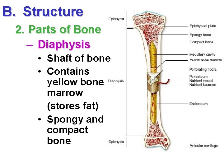 B. Structure 2. Parts of Bone – Diaphysis • Shaft of bone • Contains