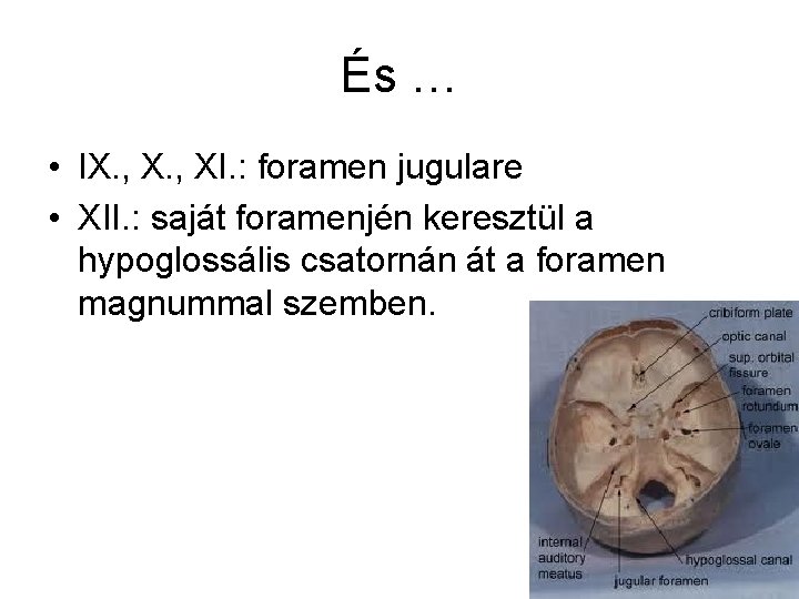 És … • IX. , XI. : foramen jugulare • XII. : saját foramenjén