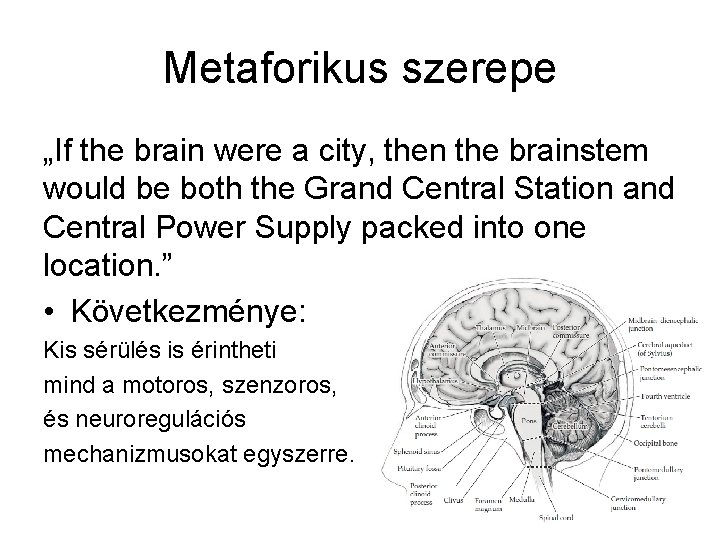 Metaforikus szerepe „If the brain were a city, then the brainstem would be both