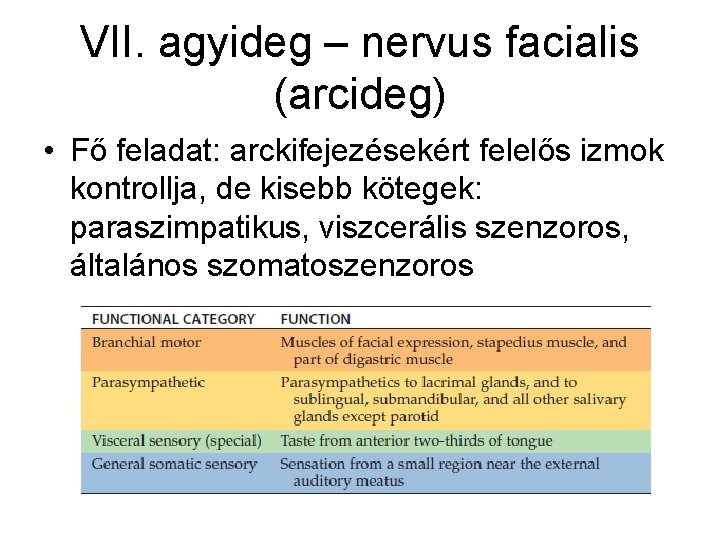 VII. agyideg – nervus facialis (arcideg) • Fő feladat: arckifejezésekért felelős izmok kontrollja, de