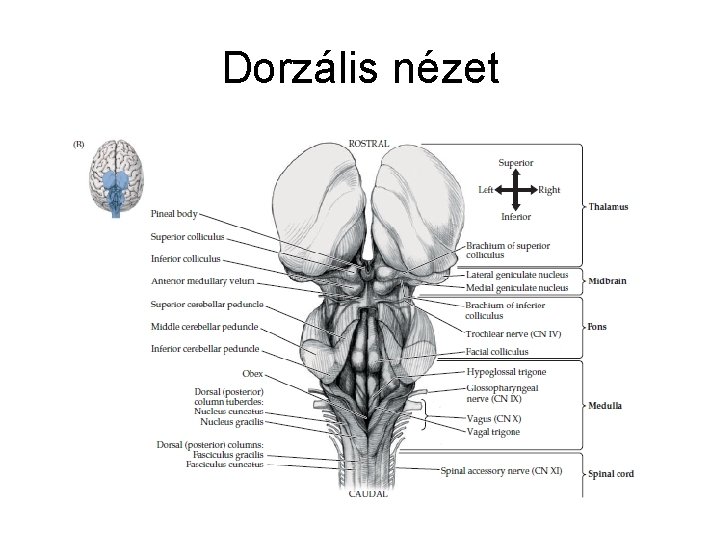 Dorzális nézet 