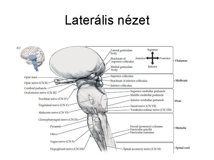 Laterális nézet 