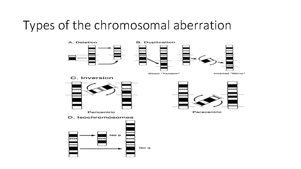 Types of the chromosomal aberration 